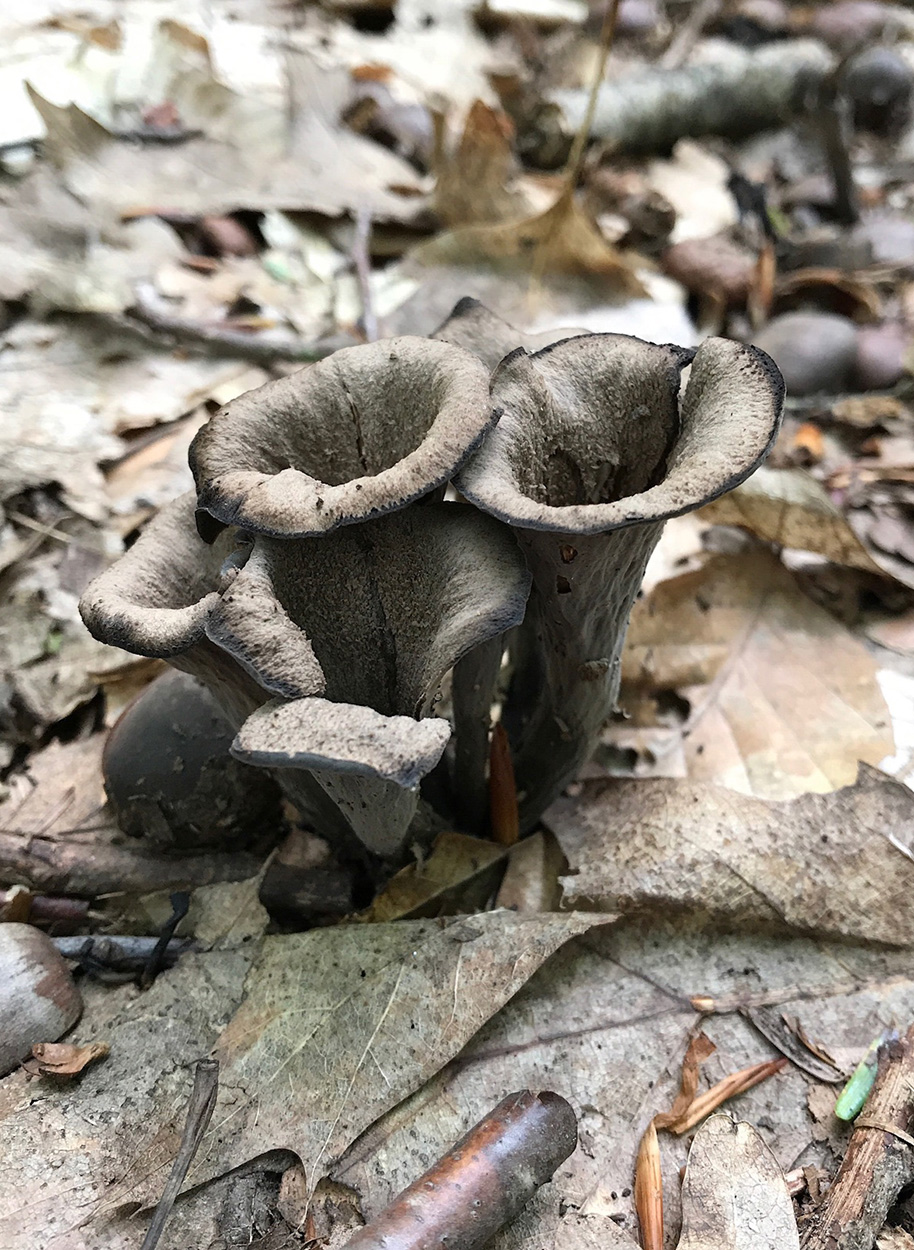 Black Trumpet Craterellus Fallax